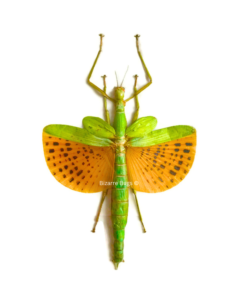 Giant Winged Walking good Stick in Box Frame (Paracyphocrania major)