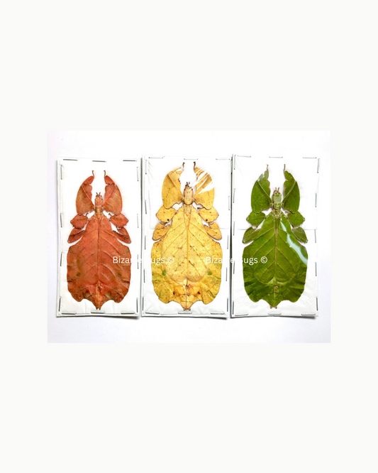 Leaf Insect Phyllium bioculatum pulchrifolium Orange Yellow Green Female Real Insect Taxidermy 3 Pack