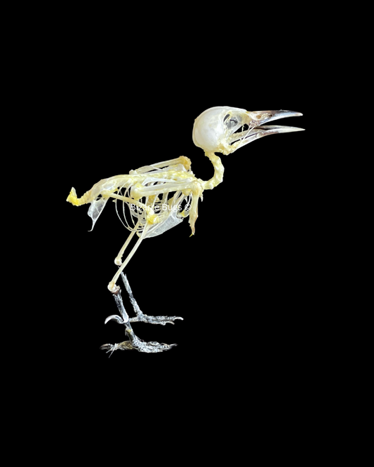 Common Iora Bird Aegithina tiphia scapularis Skeleton Real Preserved Taxidermy Bones Skull
