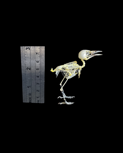 Common Iora Bird Aegithina tiphia scapularis Skeleton Real Preserved Taxidermy Bones Skull