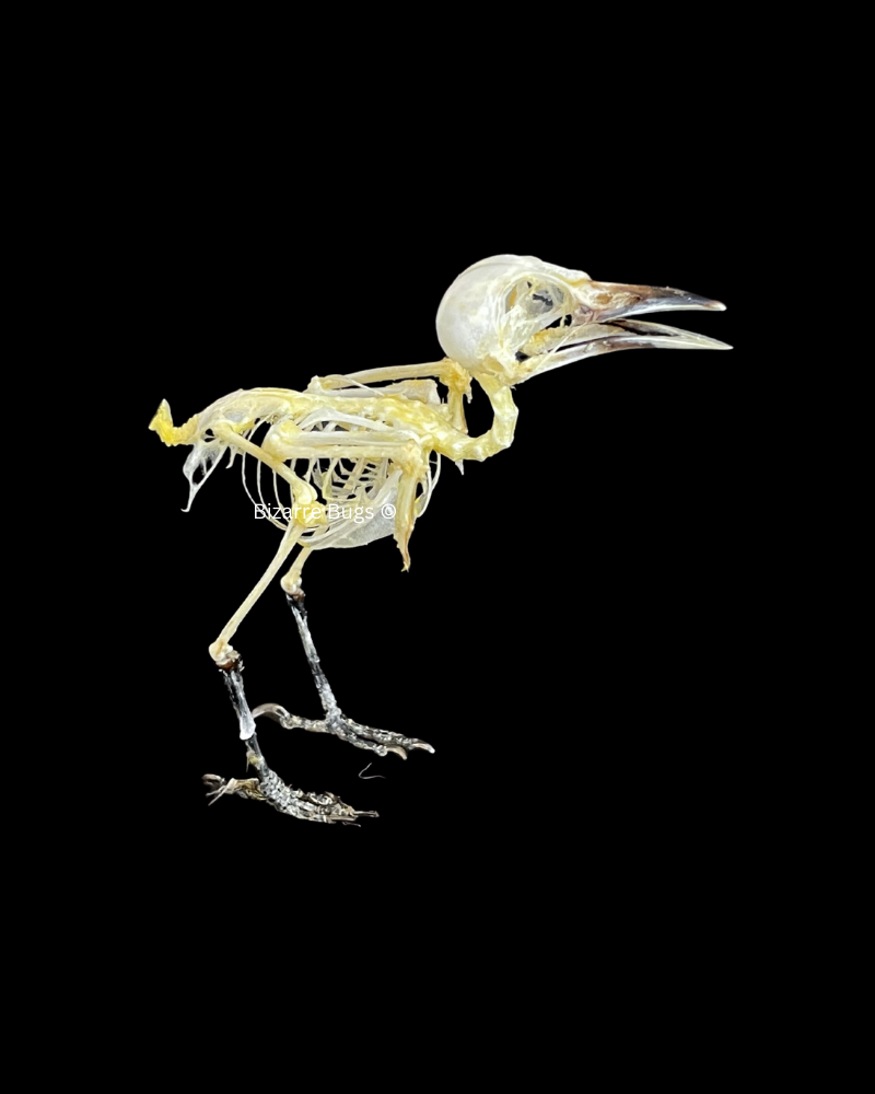 Common Iora Bird Aegithina tiphia scapularis Skeleton Real Preserved Taxidermy Bones Skull