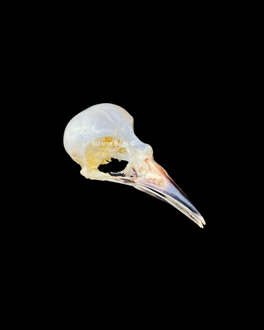 Common Iora Bird Aegithina tiphia scapularis Skull Real Preserved Taxidermy Bones Skull