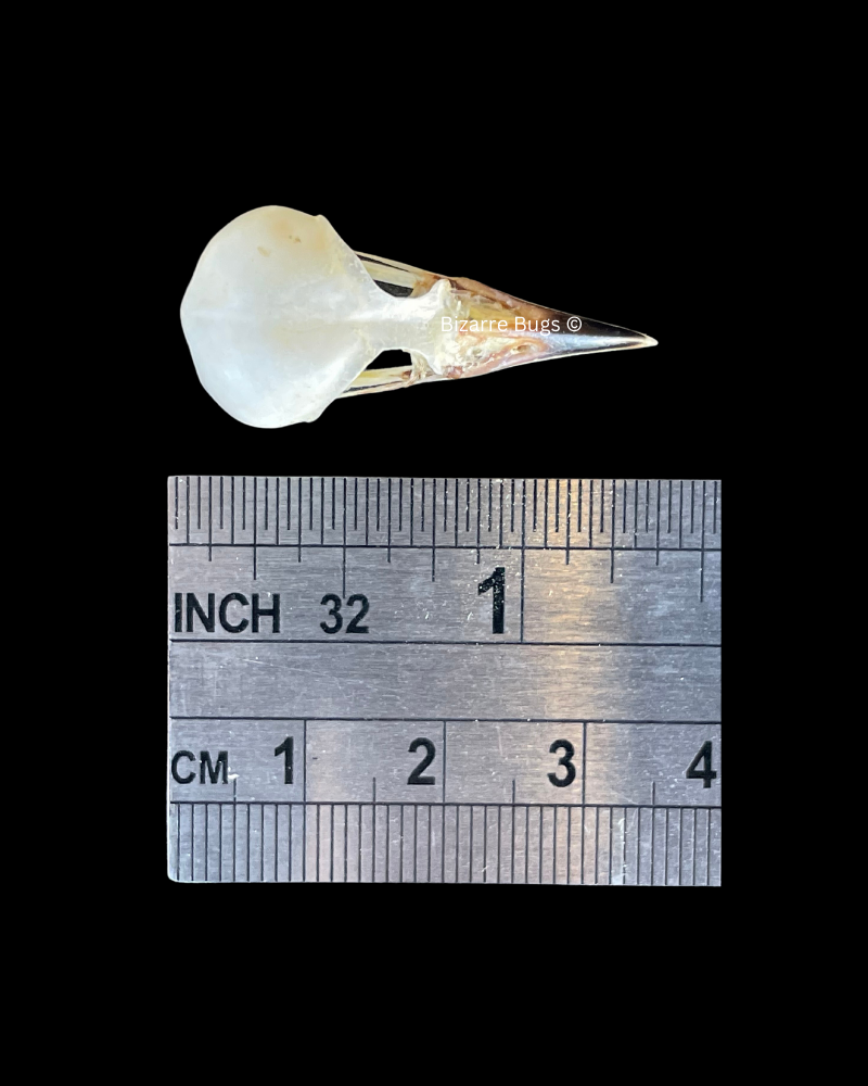 Common Iora Bird Aegithina tiphia scapularis Skull Real Preserved Taxidermy Bones Skull