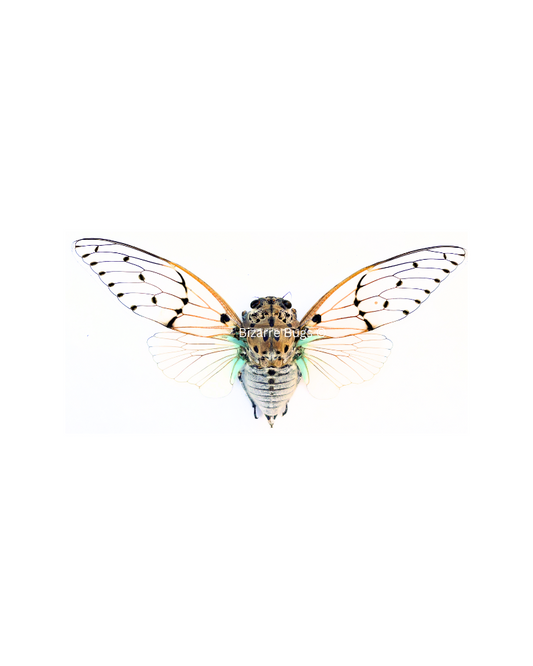 Ghost Cicada Ayuthia spectabile Spread Real Insect Taxidermy