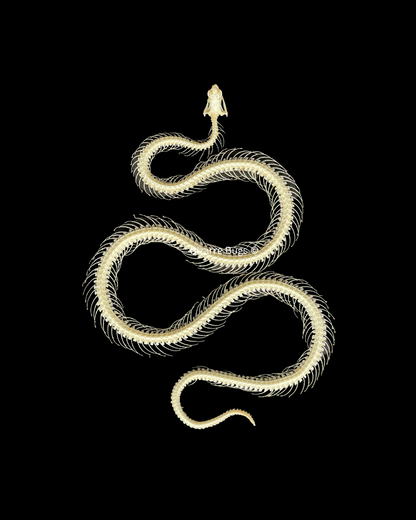 Malayan Krait or Blue Krait Venomous Snake Bungarus candidus Skeleton Curved Real Preserved Taxidermy Bones