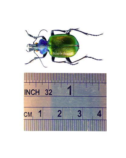 Forest Caterpillar Hunter Beetle Calosoma sycophanta Real Insect Taxidermy