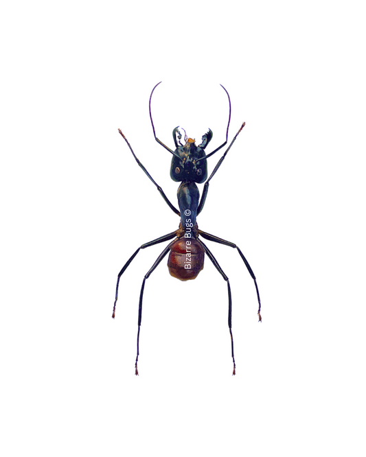 Giant Forest Ant Camponotus gigas Real Insect Taxidermy
