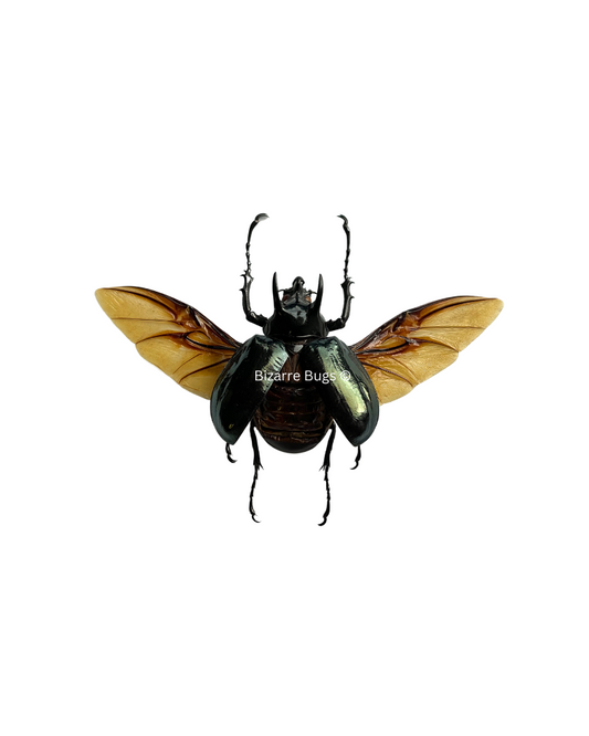 Atlas Beetle Chalcosoma atlas Male Spread Real Insect Taxidermy