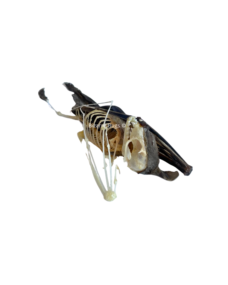 Lesser Short-Nosed Fruit Bat Cynopterus brachyotis Hanging Half Skeleton Real Preserved Taxidermy Specimen