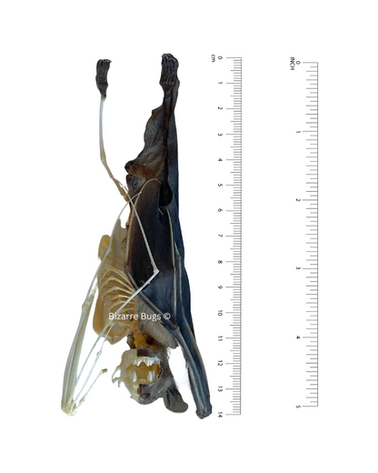 Lesser Short-Nosed Fruit Bat Cynopterus brachyotis Hanging Half Skeleton Real Preserved Taxidermy Specimen