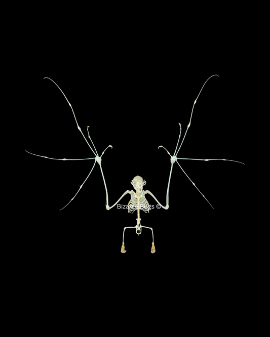 Lesser Short-Nosed Fruit Bat Cynopterus brachyotis Skeleton Spread Real Preserved Taxidermy