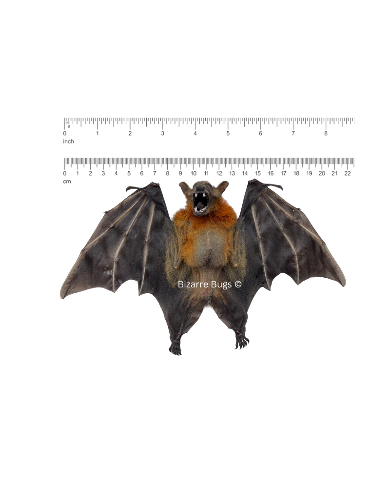 Lesser Short-Nosed Fruit Bat Cynopterus brachyotis Half Spread Real Preserved Taxidermy Specimen