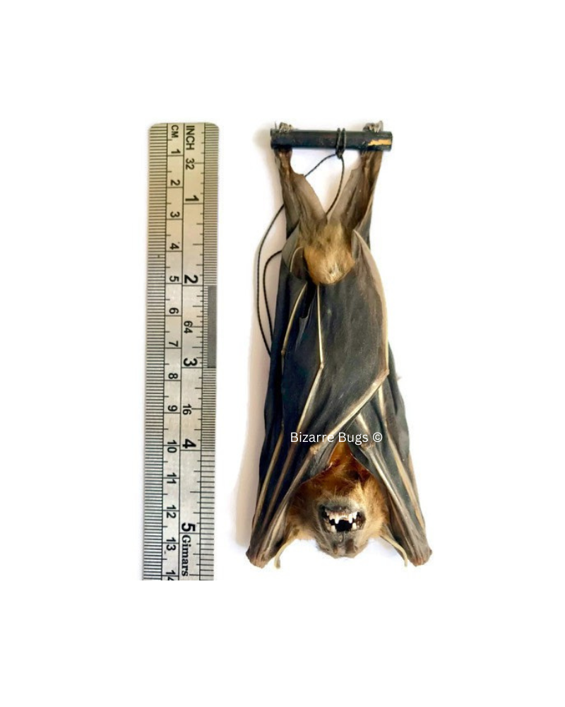 Lesser Short-Nosed Fruit Bat Cynopterus brachyotis Hanging Real Preserved Taxidermy