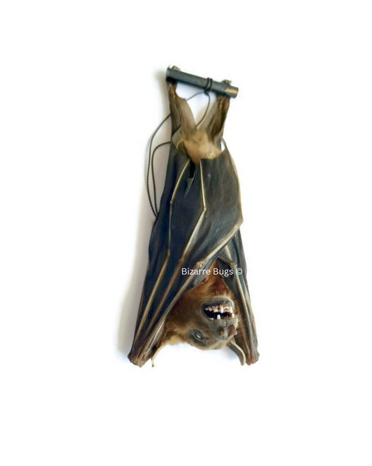 Lesser Short-Nosed Fruit Bat Cynopterus brachyotis Hanging Real Preserved Taxidermy