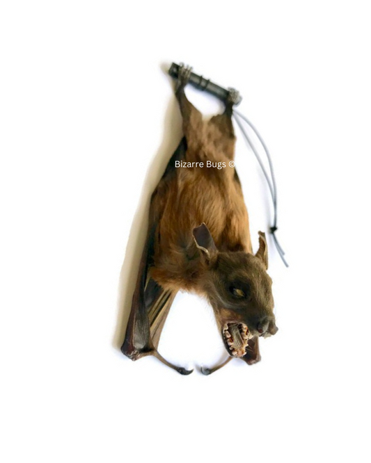 Lesser Short-Nosed Fruit Bat Cynopterus brachyotis Hanging Back Real Preserved Taxidermy Specimen