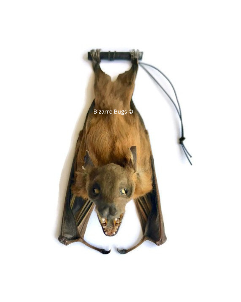 Lesser Short-Nosed Fruit Bat Cynopterus brachyotis Hanging Back Real Preserved Taxidermy Specimen