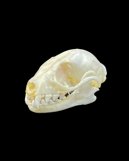 Lesser Short-Nosed Fruit Bat Cynopterus brachyotis Skull Real Preserved Taxidermy