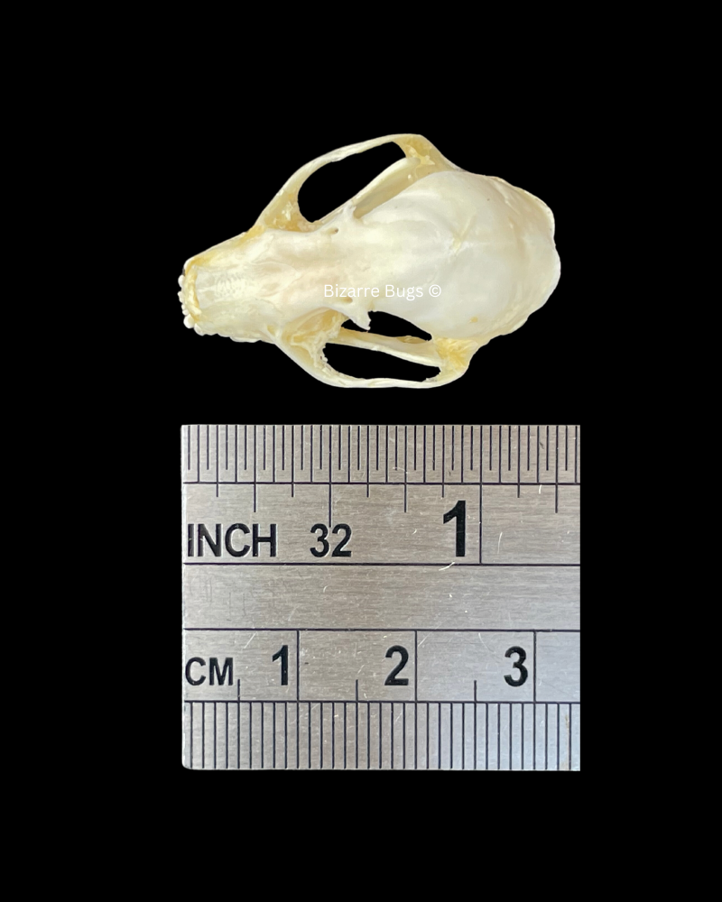 Lesser Short-Nosed Fruit Bat Cynopterus brachyotis Skull Real Preserved Taxidermy