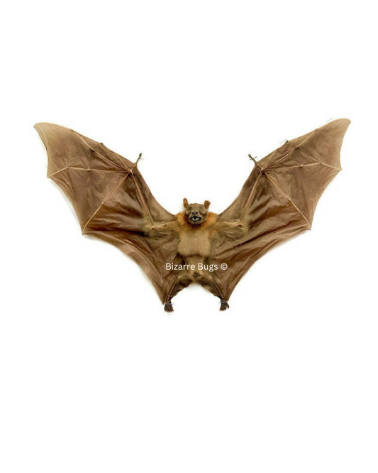 Lesser Short-Nosed Fruit Bat Cynopterus brachyotis Spread Real Preserved Taxidermy Specimen