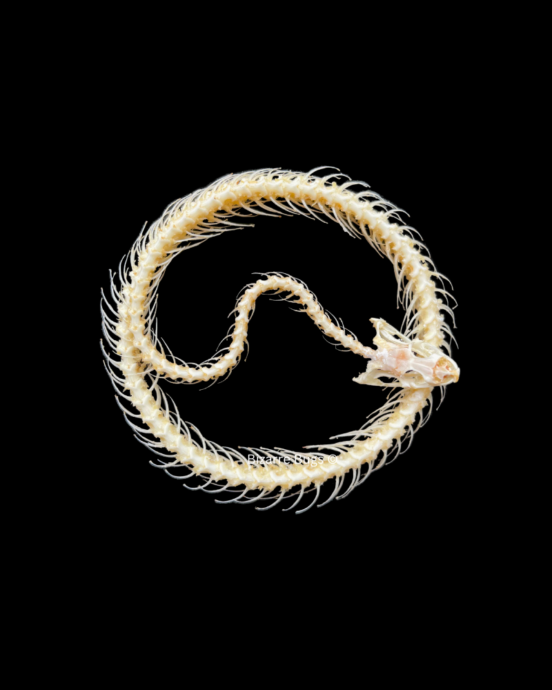 Painted Bronzeback Snake Dendrelaphis pictus Skeleton Coiled Real Preserved Taxidermy Bones