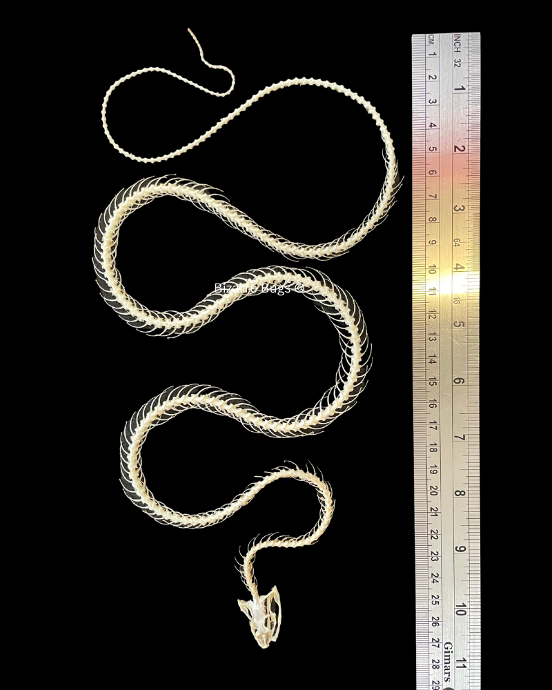 Painted Bronzeback Snake Dendrelaphis pictus Skeleton Curved Real Preserved Taxidermy Bones