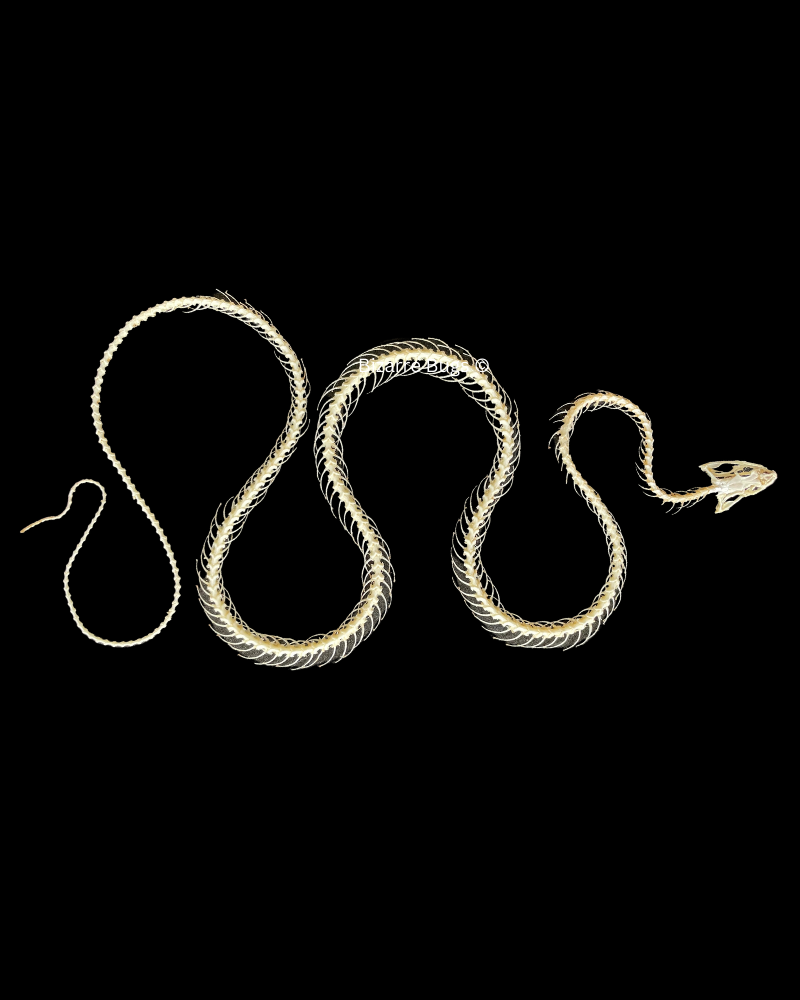 Painted Bronzeback Snake Dendrelaphis pictus Skeleton Curved Real Preserved Taxidermy Bones