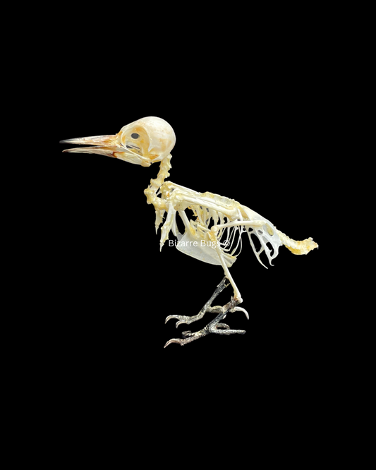Freckle-Breasted Woodpecker Bird Dendrocopos macei analis Skeleton Real Preserved Taxidermy Bones Skull