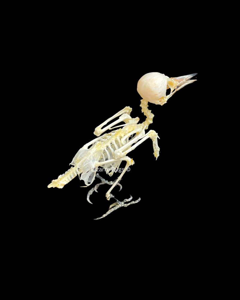 Freckle-Breasted Woodpecker Bird Dendrocopos macei analis Skeleton Real Preserved Taxidermy Bones Skull