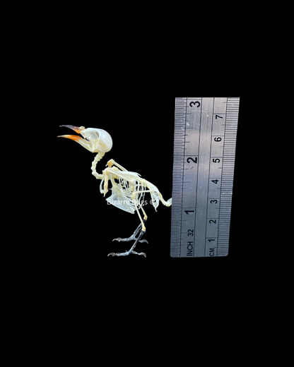 Scarlet-Headed Flowerpecker Dicaeum trochileum Bird Skeleton Real Preserved Taxidermy Bones Skull