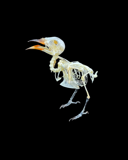 Scarlet-Headed Flowerpecker Dicaeum trochileum Bird Skeleton Real Preserved Taxidermy Bones Skull