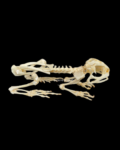 Asian Common Toad Duttaphrynus melanostictus Sitting Skeleton Real Preserved Taxidermy