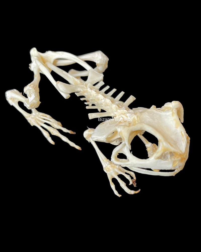 Asian Common Toad Duttaphrynus melanostictus Sitting Skeleton Real Preserved Taxidermy