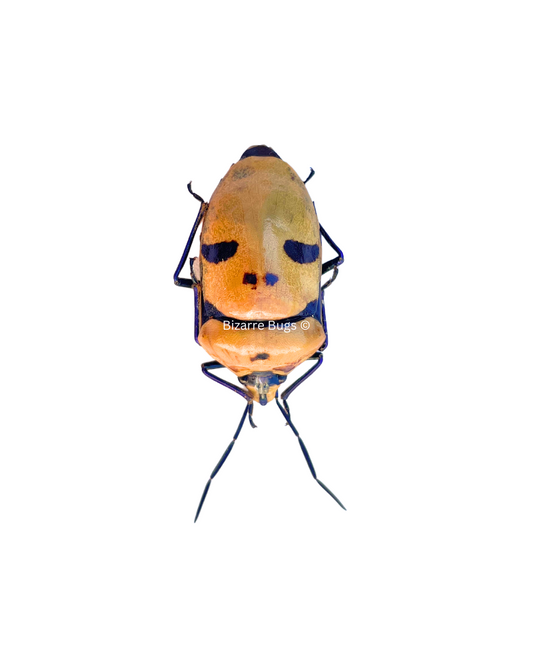 Man Face Jewel Stinkbug Stink Bug Eucorysses grandis Real Insect Taxidermy