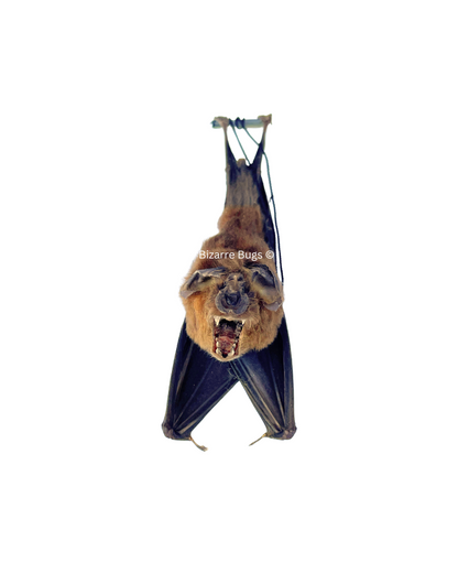 Bicolored Leaf-Nosed or Roundleaf Bat Hipposideros bicolor Hanging Back Real Preserved Taxidermy Specimen