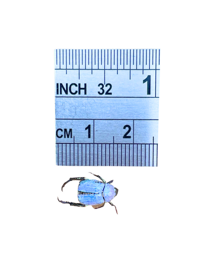 Iridescent Blue Scarab Beetle Hoplia coerulea Real Insect Taxidermy