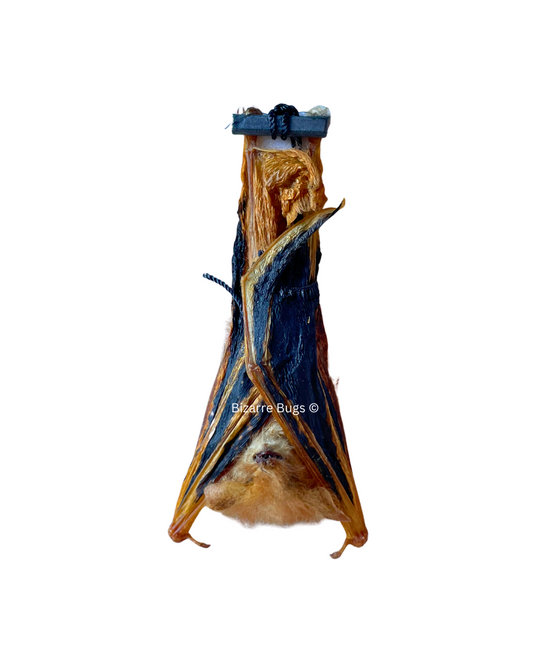 Painted Bat Kerivoula picta hanging Real Preserved Taxidermy