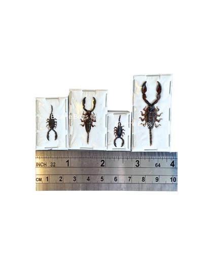 Dwarf Wood Scorpion Liocheles australasiae Real Preserved Taxidermy Specimen
