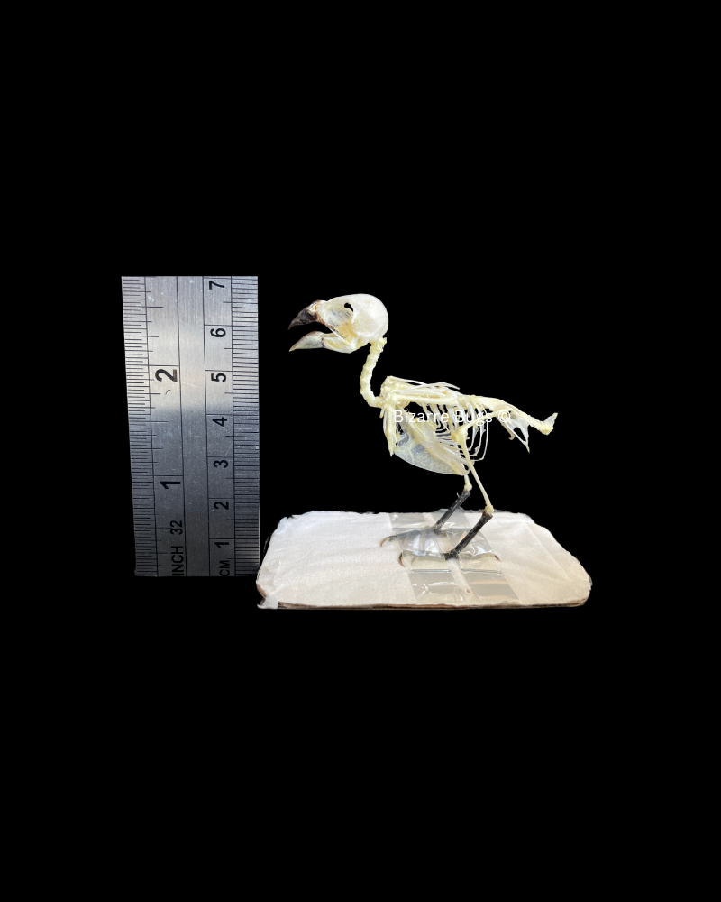 Javan Munia Bird Lonchura leucogastroides Skeleton Real Preserved Taxidermy Bones