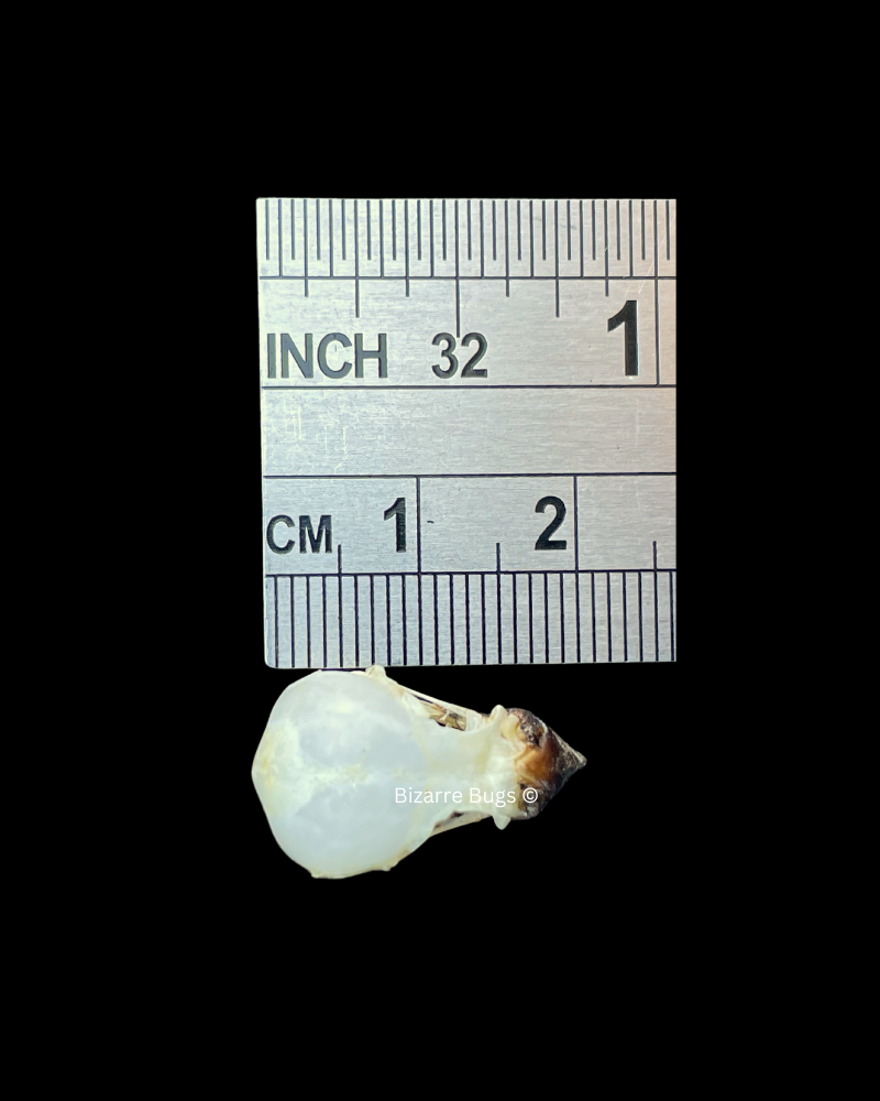 Javan Munia Bird Lonchura leucogastroides Skull Real Preserved Taxidermy Bones
