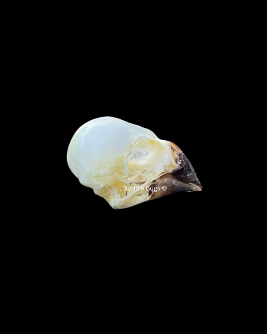 Javan Munia Bird Lonchura leucogastroides Skull Real Preserved Taxidermy Bones
