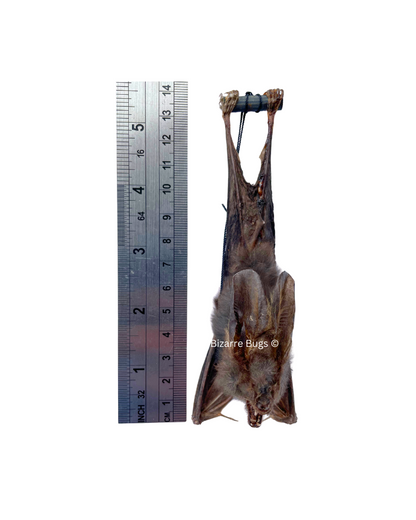 Lesser False Vampire Bat or Asian Ghost Bat Megaderma spasma Hanging Back Real Preserved Taxidermy Specimen