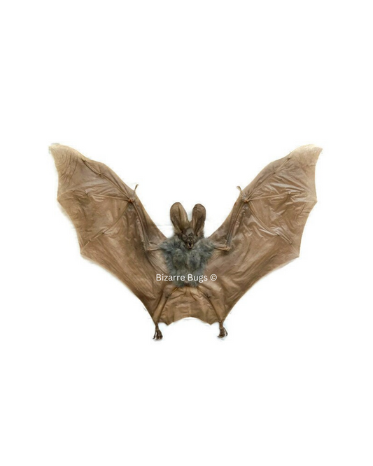 Lesser False Vampire Bat or Asian Ghost Bat Megaderma spasma Spread Real Preserved Taxidermy Specimen