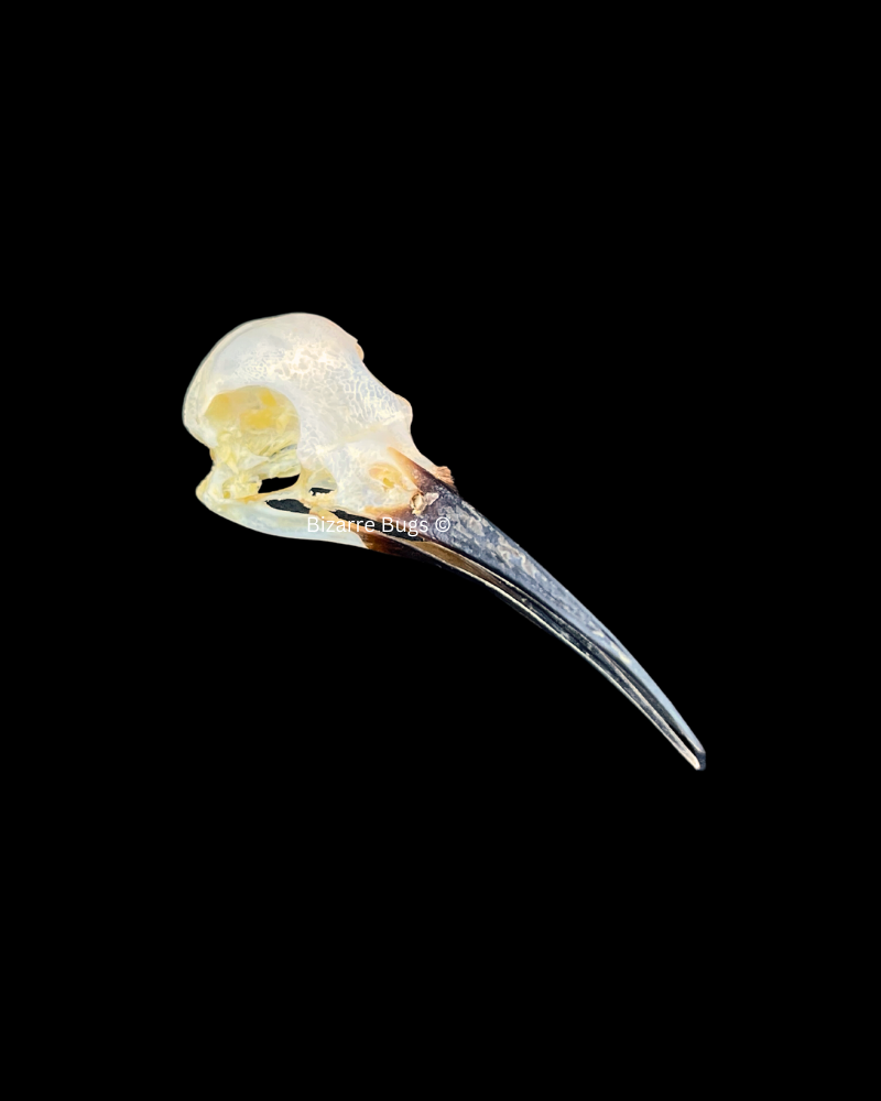 Blue-Tailed Bee-Eater Bird Merops philippinus javanicus Skull Real Preserved Taxidermy Bones Skeleton