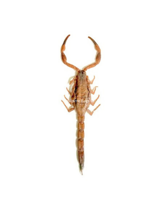 Chinese Armor-tail Scorpion Mesobuthus martensii Real Preserved Taxidermy Specimen