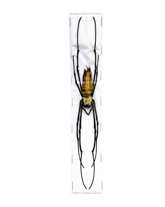 Giant Golden Orb Weaver Spider Nephila pilipes Female Real Preserved Taxidermy Arachnid Taxidermy
