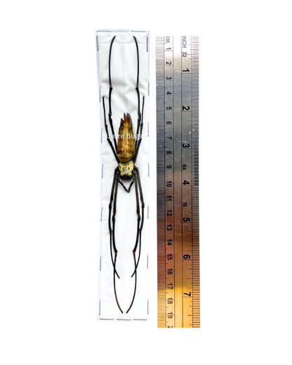 Giant Golden Orb Weaver Spider Nephila pilipes Female Real Preserved Taxidermy Arachnid Taxidermy