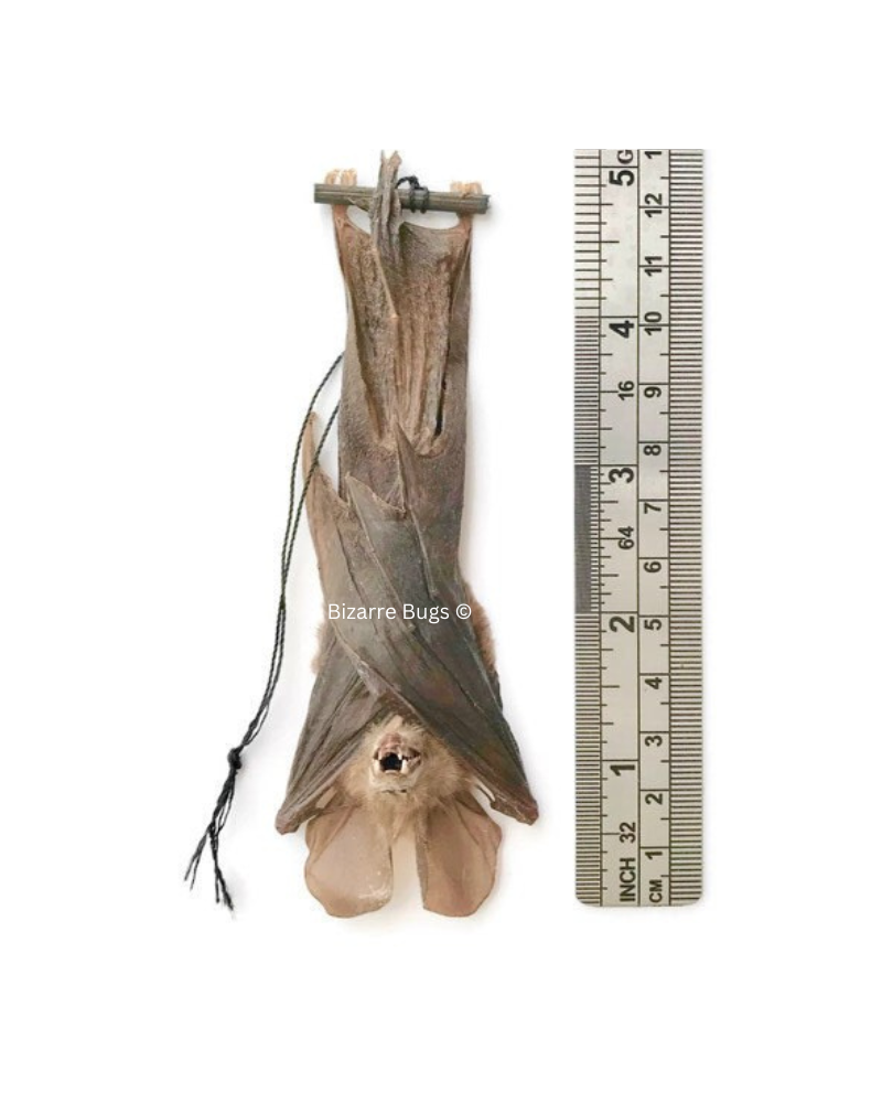 Javan Slit-Faced Bat Nycteris javanica Hanging Real Preserved Taxidermy