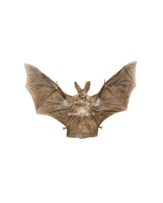 Javan Slit-Faced Bat Nycteris javanica Spread Real Preserved Taxidermy Specimen