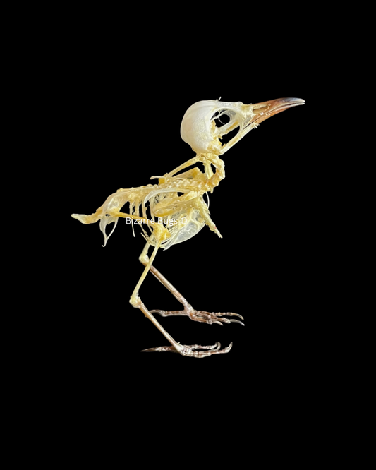White-Browed Wren-Warbler Bird Prinia inornata Skeleton Real Preserved Taxidermy