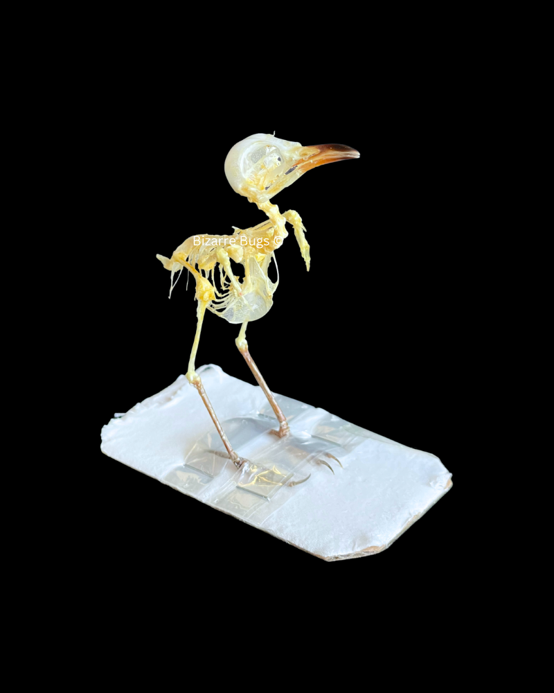 White-Browed Wren-Warbler Bird Prinia inornata Skeleton Real Preserved Taxidermy